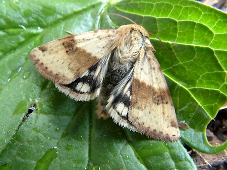 Marbled Clover Heliothis viriplaca