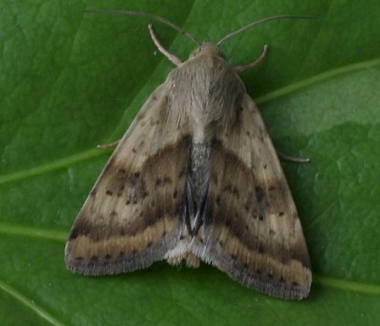 Adult &bull; New Forest, Hampshire &bull; &copy; Bill Urwin