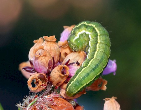 Shoulder-striped Clover Heliothis maritima