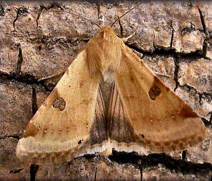 Adult &bull; Leigh, Lancashire, August &bull; &copy; Pauline Greenalgh