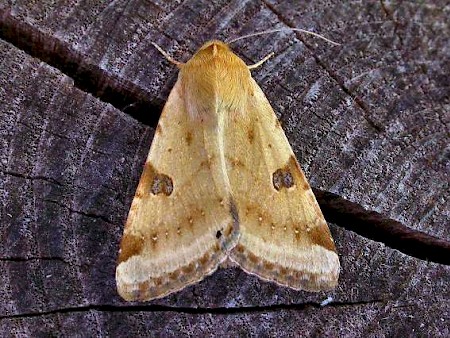 Bordered Straw Heliothis peltigera