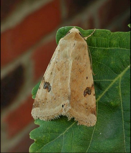 Bordered Straw Heliothis peltigera