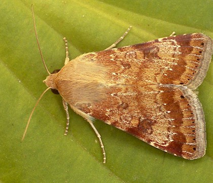 Adult &bull; West Bexington, Dorset &bull; &copy; Paul Harris