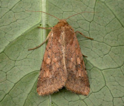 Adult &bull; St. Agnes, Isles of Scilly &bull; &copy; Tony Davison