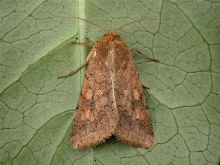 Scarce Bordered Straw Helicoverpa armigera