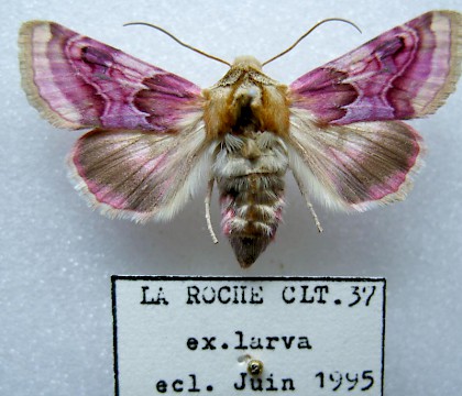 Adult &bull; France &bull; &copy; Barry Goater