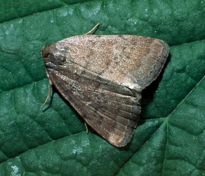 Adult &bull; Isle of Wight &bull; &copy; Jim Porter