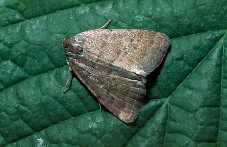 Reddish Buff Acosmetia caliginosa