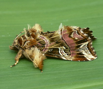 Adult &bull; Dorset &bull; &copy; Paul Harris