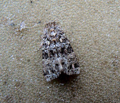 Adult &bull; East Sussex &bull; &copy; Malcolm Phillips