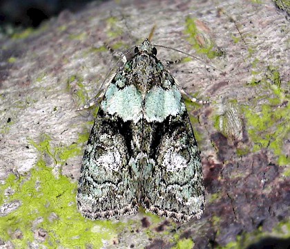 Adult &bull; Woodford Green, Essex &bull; &copy; Robin Barfoot