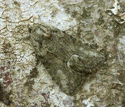 Adult &bull; Greece &bull; &copy; Chris Manley