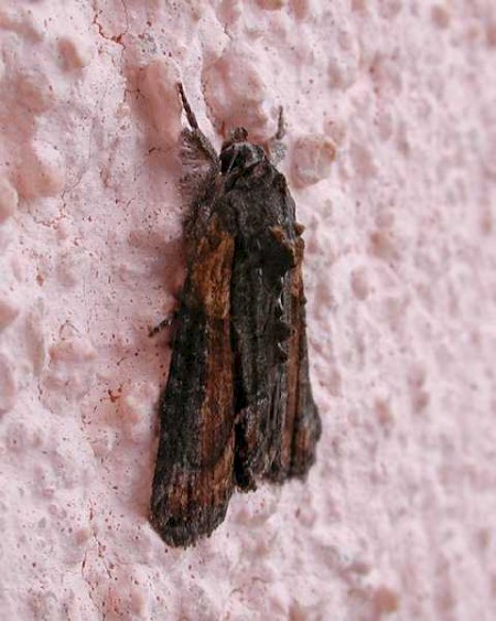 Marbled Grey Bryophila raptricula