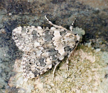 Adult &bull; Littleborough, Lancashire &bull; &copy; Ian Kimber