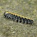 Larva • Found on lichen covered stone wall at Swithland Reservoir, Leicestershire, 27th March 2004 • © Mark Skevington