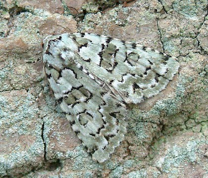 Adult &bull; Whitelye, Gwent &bull; &copy; Nick Greatorex-Davies