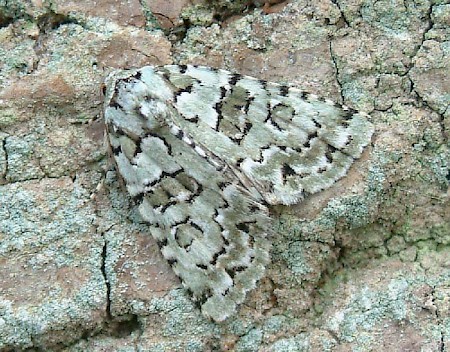 Marbled Green Nyctobrya muralis