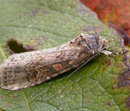 Adult &bull; Ex. larva, Darren Whitehead &bull; &copy; Ian Kimber