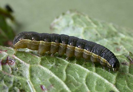 Small Mottled Willow Spodoptera exigua