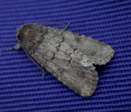 Adult &bull; Isles of Scilly, Cornwall &bull; &copy; Tony Davison