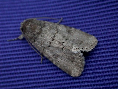 Dark Mottled Willow Spodoptera cilium