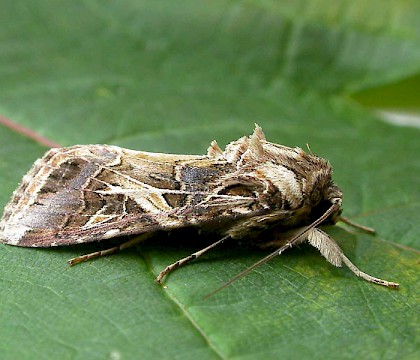 Adult &bull; London Wetland Centre, Barnes &bull; &copy; Martin Honey