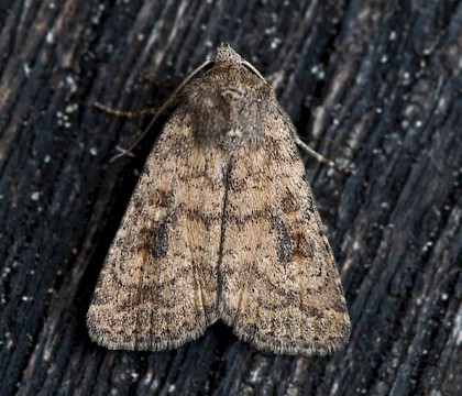 Adult &bull; South Uist, Outer Hebrides &bull; &copy; Chris Johnson