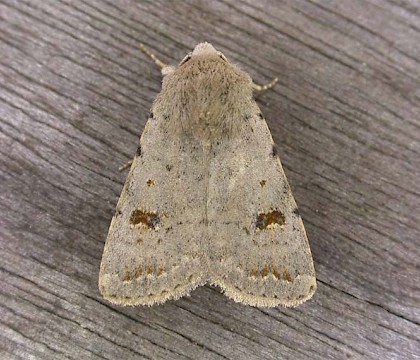 Adult &bull; Hayling Island, Hampshire &bull; &copy; George Spraggs