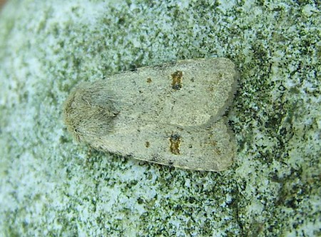 Clancy's Rustic Caradrina kadenii