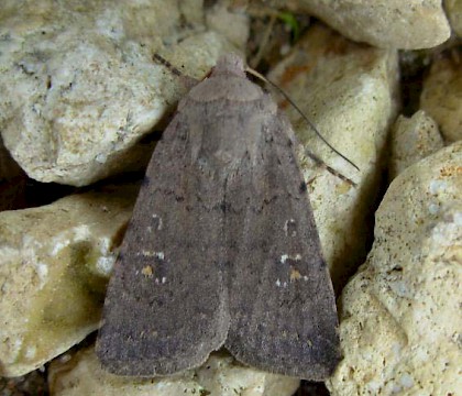 Adult &bull; Creon d