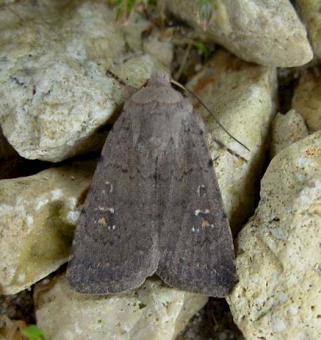 Lorimer's Rustic Caradrina flavirena