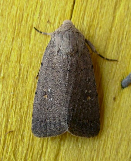 Lorimer's Rustic Caradrina flavirena