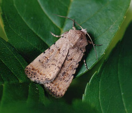 Adult &bull; Littleborough, Lancashire &bull; &copy; Ian Kimber