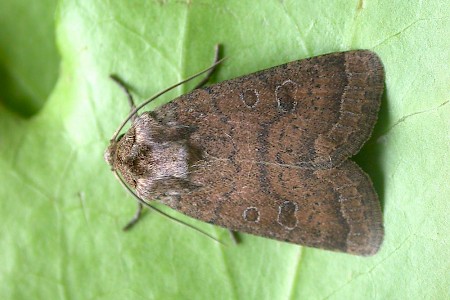 The Uncertain Hoplodrina octogenaria