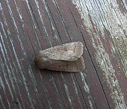 Adult &bull; North Baddesley, Southampton &bull; &copy; Donald Hobern