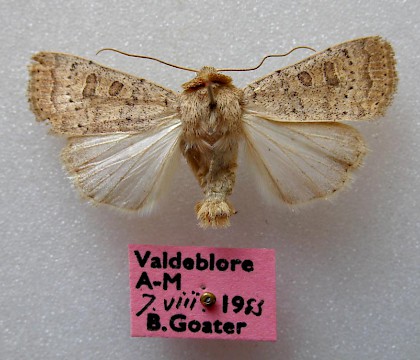 Male &bull; France &bull; &copy; Barry Goater