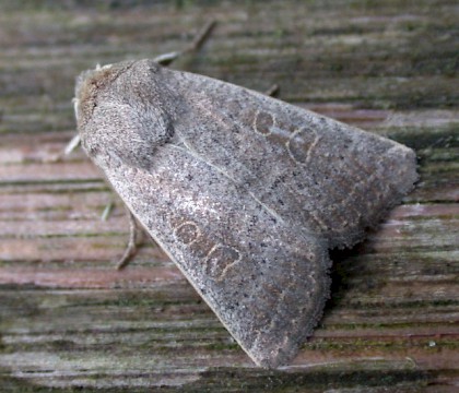 Adult &bull; Stoke Holy Cross, Norfolk &bull; &copy; Andy Musgrove