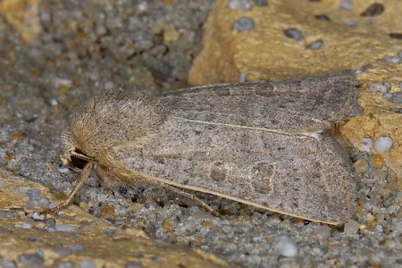 Vine's Rustic Hoplodrina ambigua