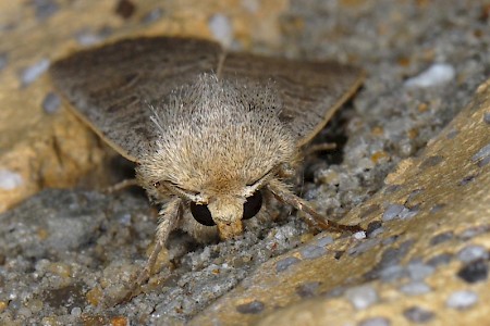 Vine's Rustic Hoplodrina ambigua