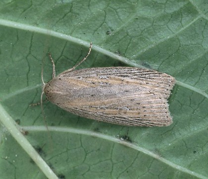 Adult &bull; Dorset &bull; &copy; Paul Harris