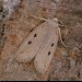 ab. bipunctata • Dorset • © Paul Harris