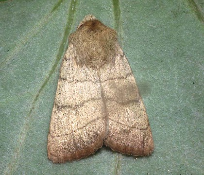 Adult &bull; &copy; David Painter