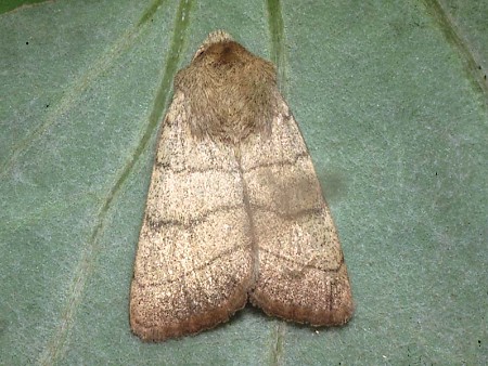 Treble Lines Charanyca trigrammica