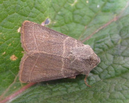 Treble Lines Charanyca trigrammica