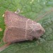 Adult, ab. obscura • Darkham Wood, Gloucestershire • © Liz Radcliffe