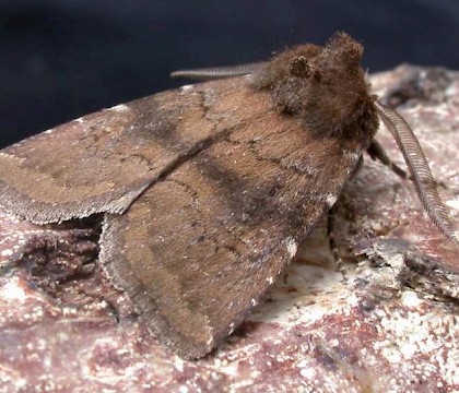 Adult &bull; Bedfordshire &bull; &copy; Andy Banthorpe