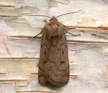 Adult &bull; Lincolnshire &bull; &copy; Martin Gray