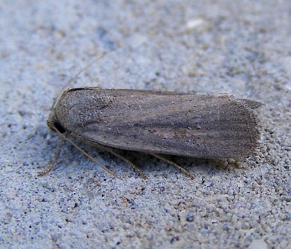 Adult &bull; Salthouse, Norfolk &bull; &copy; Mike Williams