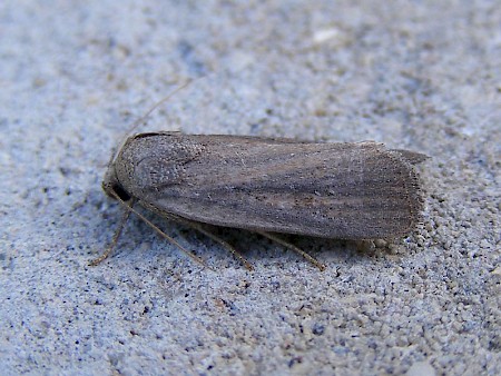 Porter's Rustic Athetis hospes