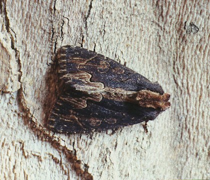 Adult &bull; Argeles, S. France &bull; &copy; Ian Kimber